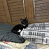 cat, tuxedo_cat, black_and_white, animal, pet, bed, bedding, pillow, blanket, bedroom, indoors, lying_down, sitting, tongue_out, whiskers, ears, black_fur, white_paws, portrait, relaxed
