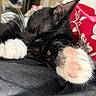 Mittens is registered to the contest to win money with this photo: cat, black_and_white, paws, paw_pads, pink_pads, whiskers, fur, sleeping, relaxed, cozy, close_up, pet, feline, indoor, blanket, floral, resting, stretched_out, cute, portrait