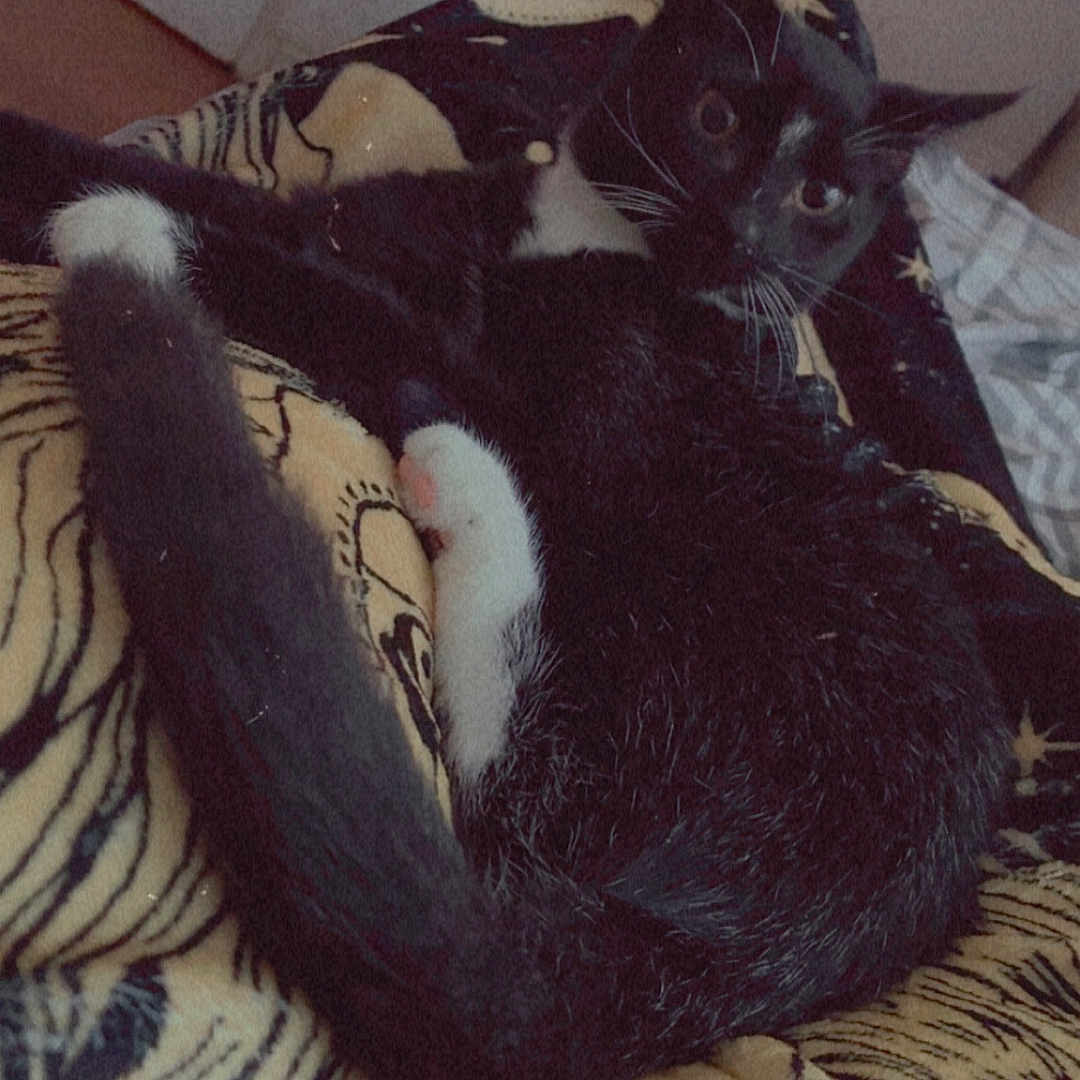 Mittens