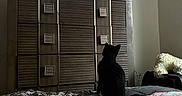 Mittens joined the competition — help win amazing prizes! cat, black_cat, pet, animal, sitting, indoors, bedroom, bed, bedding, television, dresser, furniture, home, interior, watching_tv, silhouette, back_view, patterned_blanket, cozy, room