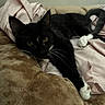 cat, black_cat, white_paws, tuxedo_cat, animal, pet, feline, whiskers, green_eyes, ears, tail, lying_down, blanket, bed, cozy, indoor, portrait, close_up, sleeping_area, soft_furnishings
