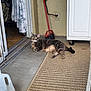 Poppy joined the competition — help win amazing prizes! cat, tabby_cat, outdoor, rug, door, broom, household, curious, pet, floor, concrete, cabinet, mat, indoor_outdoor, animal, relaxed, domestic, side_view, resting, feline
