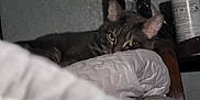 Poppy is registered to the contest to win money with this photo: cat, animal, pet, indoor, quilt, blanket, furniture, curious, resting, gray_cat, bedroom, shelf, container, dim_light, closeup, texture, cozy, quiet, home, relaxing