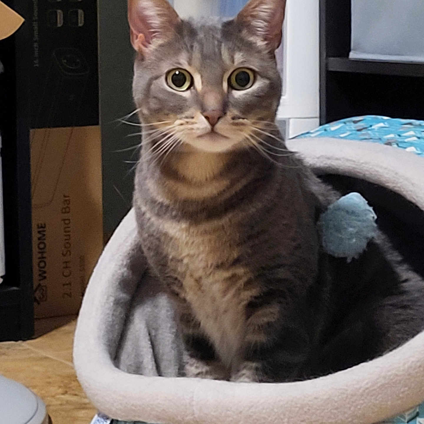 Poppy joined the competition — help win amazing prizes! animal, blue_pom_pom, cat, cozy_bed, curious, domestic, ears, eyes, feline, floor, fur, household_items, indoor, pet, pet_bed, sitting, tabby_cat, toy, whiskers, yellow_ball