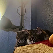 Poppy joined the competition — help win amazing prizes! cat, sleeping, cozy, blanket, lamp, indoor, pets, feline, resting, warm, fur, cute, domestic, animal, relaxation, closeup, texture, soft, companion, quiet