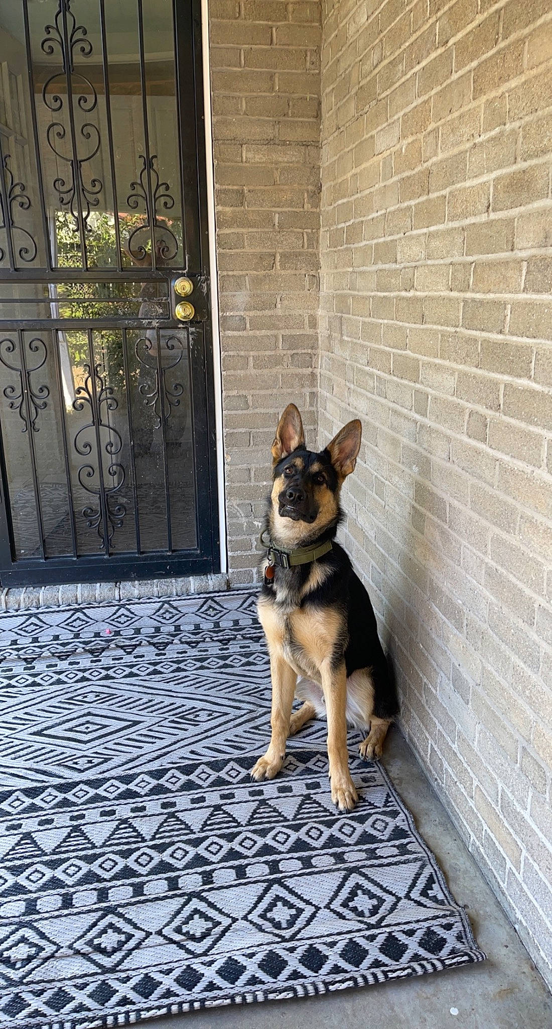 Keenai joined the competition — help win amazing prizes! brick, brickwork, building, carnivore, companion_dog, dog, dog_breed, dog_supply, door, fawn, flooring, german_shepherd_dog, herding_dog, house, pet_supply, plant, road_surface, snout, sporting_group, street