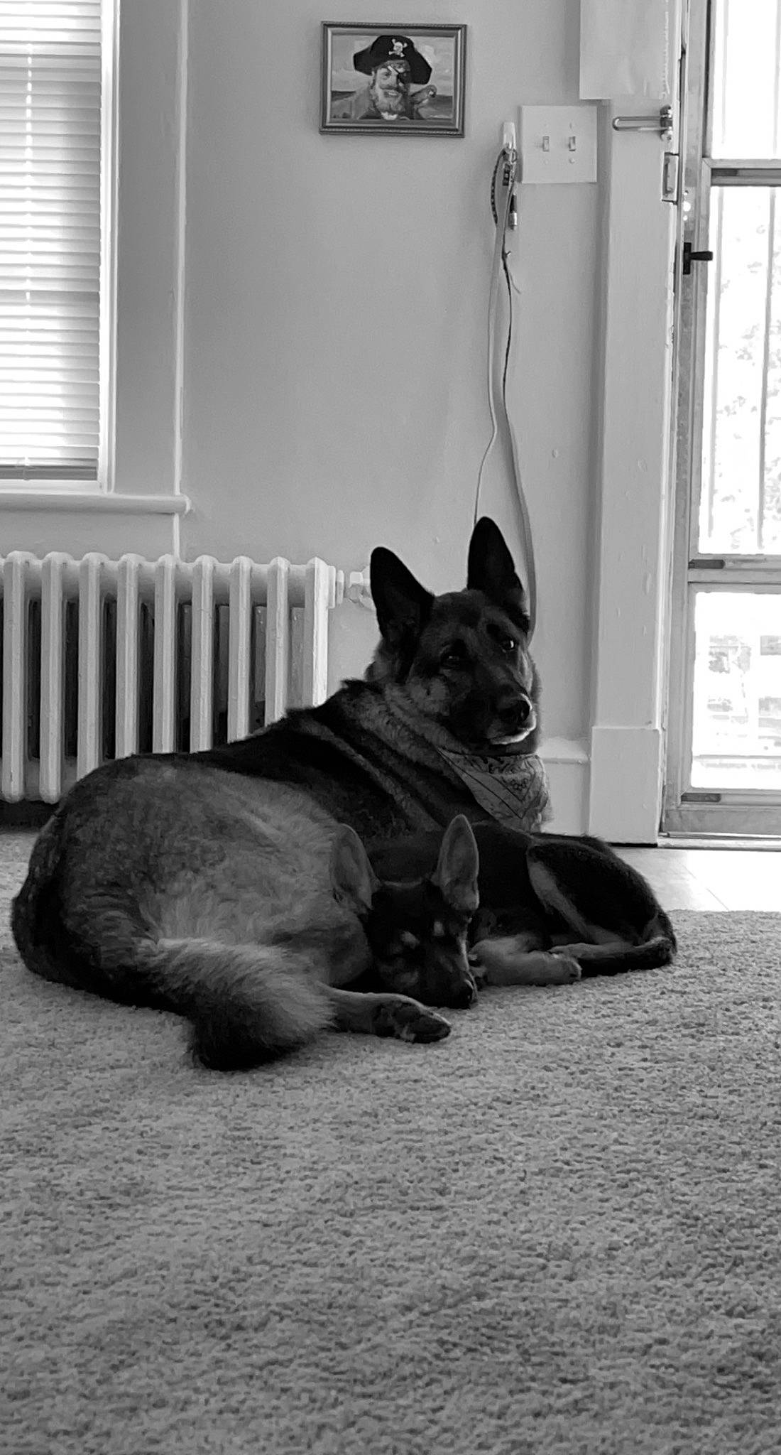 Keenai is registered to the contest to win money with this photo: black_and_white, carnivore, comfort, companion_dog, dog, dog_breed, fawn, felidae, fixture, flooring, grey, monochrome, monochrome_photography, small_to_medium_sized_cats, snout, sporting_group, tail, whiskers, window, window_blind