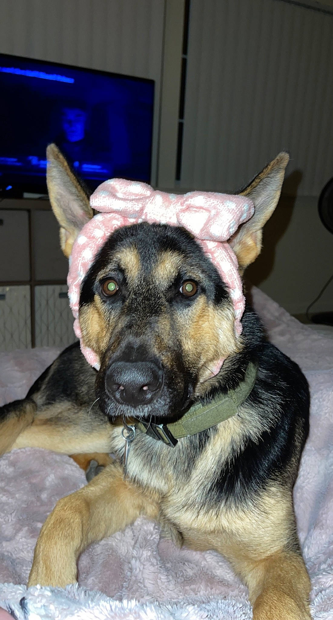 Keenai is registered to the contest to win money with this photo: canidae, carnivore, companion_dog, dog, dog_breed, ear, east_european_shepherd, fawn, fur, german_shepherd_dog, guard_dog, herding_dog, king_shepherd, old_german_shepherd_dog, snout, sporting_group, television, whiskers, working_animal, working_dog