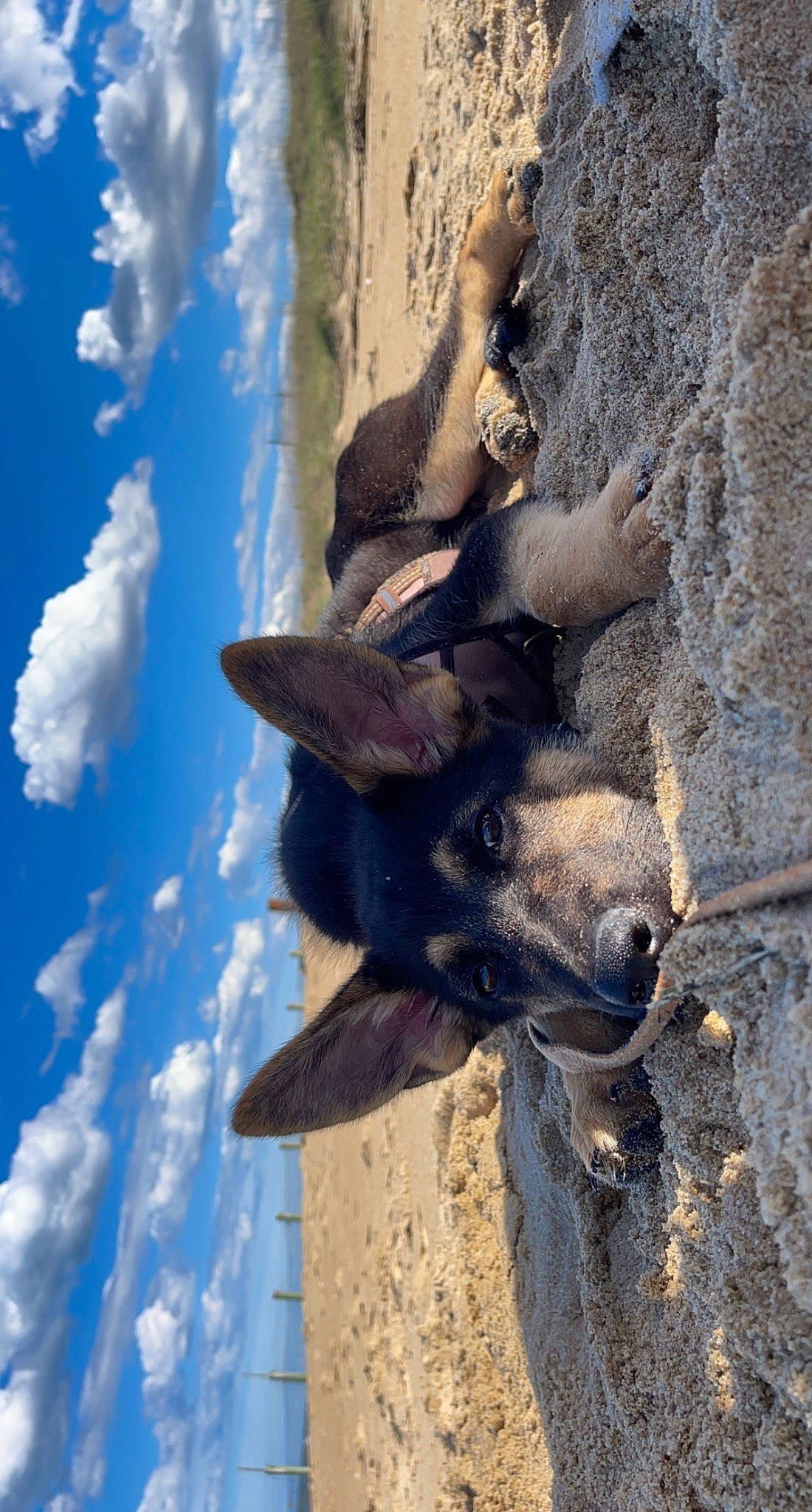 Keenai is registered to the contest to win money with this photo: art, bat, canidae, carnivore, cloud, cumulus, dog_breed, fawn, landscape, pack_animal, plant, rock, sculpture, sky, snout, terrestrial_animal, trunk, wildlife, wood, working_animal