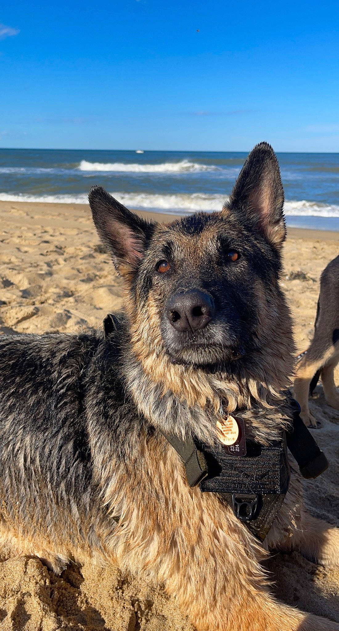 Opal is registered to the contest to win money with this photo: beach, canidae, carnivore, dog, dog_breed, east_european_shepherd, fawn, fur, german_shepherd_dog, herding_dog, king_shepherd, old_german_shepherd_dog, sky, snout, sporting_group, terrestrial_animal, water, wildlife, wood, working_animal