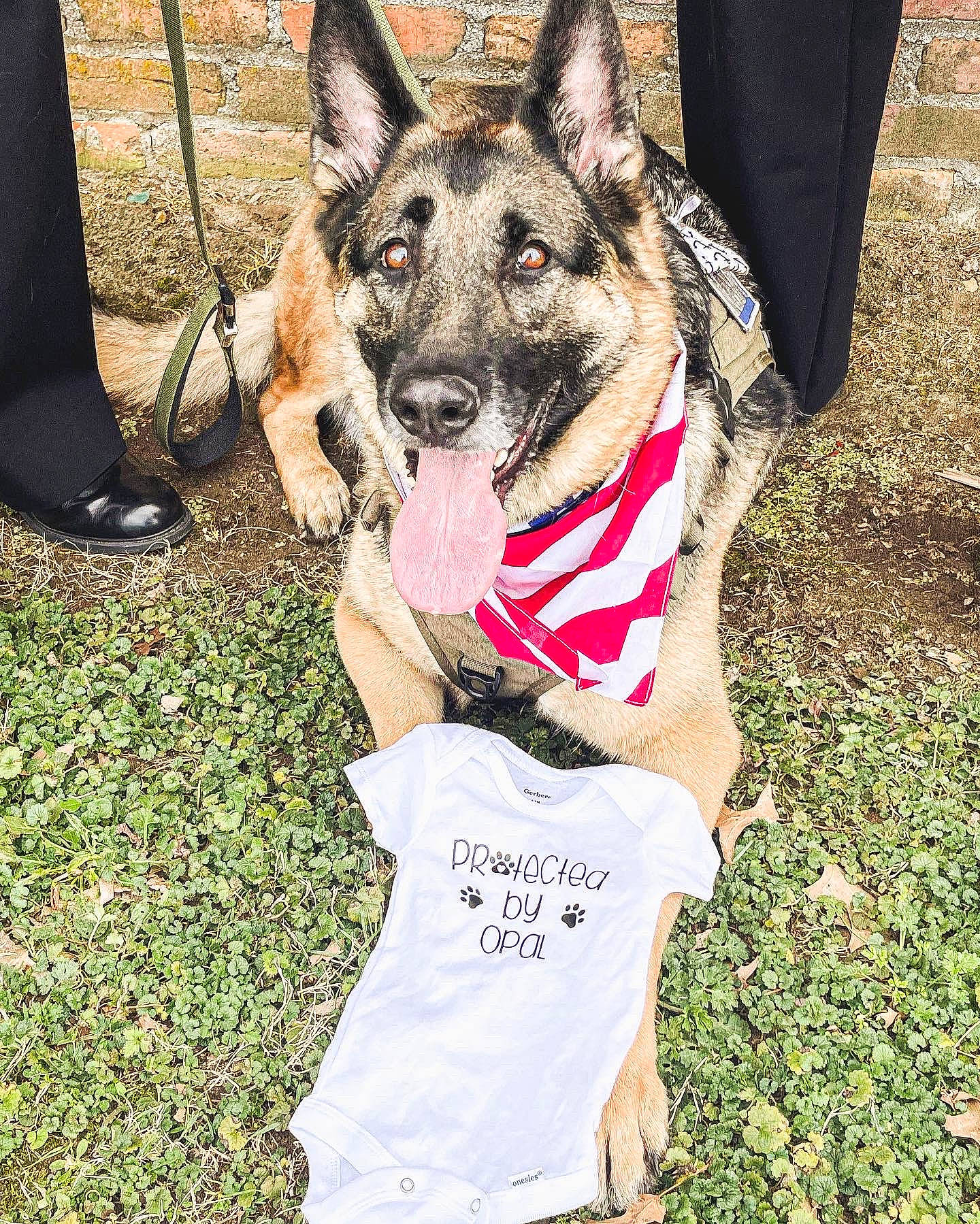 Opal is registered to the contest to win money with this photo: carnivore, collar, companion_dog, dog, dog_breed, dog_clothes, dog_collar, dog_supply, fashion_accessory, fawn, foot, fur, german_shepherd_dog, grass, herding_dog, leash, plant, snout, sporting_group, working_animal