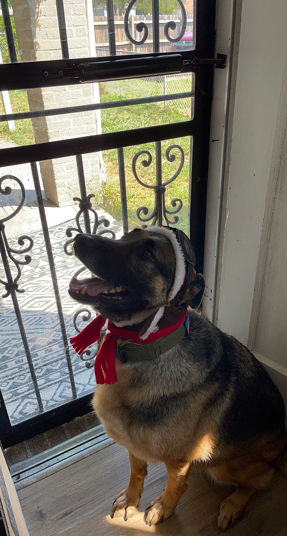 Opal joined the competition — help win amazing prizes! canidae, carnivore, collar, companion_dog, dog, dog_breed, dog_collar, dog_supply, door, fawn, fence, fur, leash, pet_supply, plant, snout, sporting_group, tail, window, working_animal