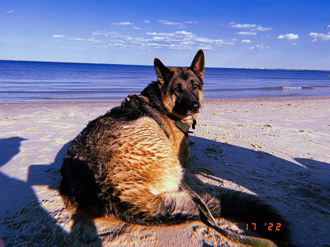 Opal joined the competition — help win amazing prizes! beach, canidae, carnivore, cloud, dog, dog_breed, evening, fawn, herding_dog, horizon, landscape, ocean, sand, shadow, sky, sporting_group, sunlight, tail, water, wind_wave