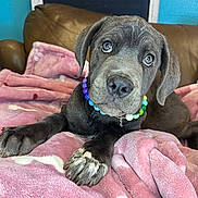 Roxy joined the competition — help win amazing prizes! puppy, dog, blanket, pink, beaded_necklace, indoor, couch, brown_couch, curious, cute, pet, animal, cozy, fur, paw, lying_down, young_dog, playful, domestic_animal, close_up