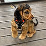 adorable, animal, black_fur, brown_fur, canine, collar, cute, dog, fluffy, fur, harness, leash, outdoor, pet, puppy, side_view, sitting, small, wooden_deck, young