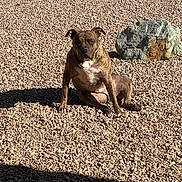 Smokey joined the competition — help win amazing prizes! dog, brindle, rock, shadow, outdoor, sunlight, pet, animal, sitting, ground, nature, daylight, canine, fur, portrait, quiet, calm, expression, stone, texture