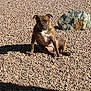 dog, brindle, rock, shadow, outdoor, sunlight, pet, animal, sitting, ground, nature, daylight, canine, fur, portrait, quiet, calm, expression, stone, texture