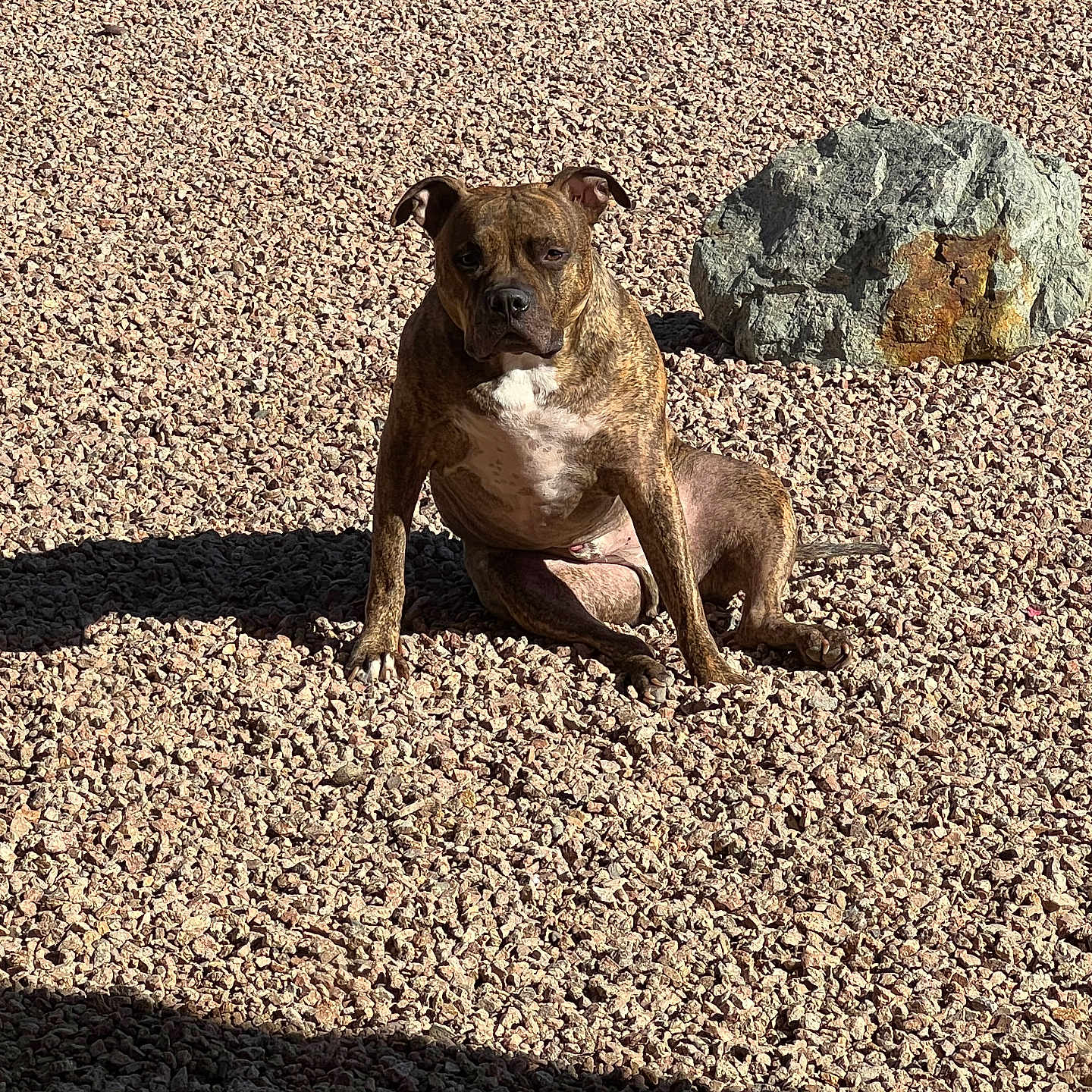 Smokey joined the competition — help win amazing prizes! animal, brindle, calm, canine, daylight, dog, expression, fur, ground, nature, outdoor, pet, portrait, quiet, rock, shadow, sitting, stone, sunlight, texture