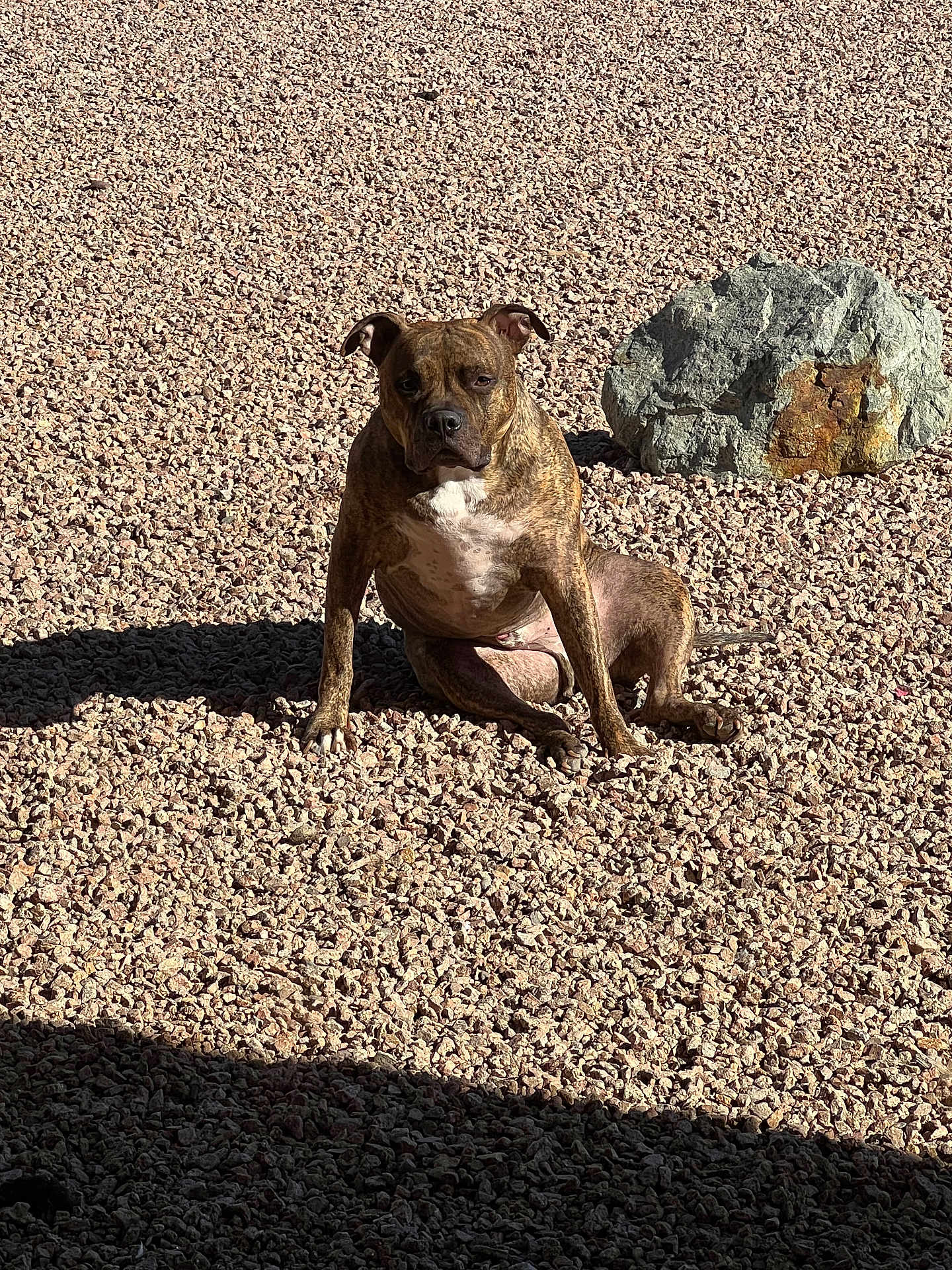 Smokey joined the competition — help win amazing prizes! dog, brindle, rock, shadow, outdoor, sunlight, pet, animal, sitting, ground, nature, daylight, canine, fur, portrait, quiet, calm, expression, stone, texture