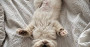 Bloom a rejoint le concours — aidez-le/la à gagner de superbes lots ! kitten, cat, sleeping, fluffy, white_blanket, paw, cozy, pet, cute, fur, resting, indoor, animal, soft_light, relaxed, bed, adorable, feline, small, peaceful