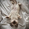 kitten, cat, sleeping, fluffy, white_blanket, paw, cozy, pet, cute, fur, resting, indoor, animal, soft_light, relaxed, bed, adorable, feline, small, peaceful