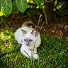 Bloom participe au concours pour gagner de l'argent avec cette photo : kitten, cat, blue_eyes, grass, greenery, outdoor, nature, leaf, plant, young_animal, pet, fur, animal, curious, shade, sunlight, close_up, small_animal, playful, leash