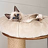 Bloom a rejoint le concours — aidez-le/la à gagner de superbes lots ! kitten, cat, blue_eyes, fluffy, resting, cushion, cat_tree, sisal, pet, indoor, cute, feline, animal, soft, relaxed, whiskers, ears, paws, fur, cozy
