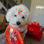 Lily a rejoint le concours — aidez-le/la à gagner de superbes lots ! dog, white_dog, curly_fur, bow, fan, orange_fan, indoor, living_room, red_bag, fluffy, pet_accessories, cute, cozy, carpet, decor, animal_portrait, close_up, pet, household, playful