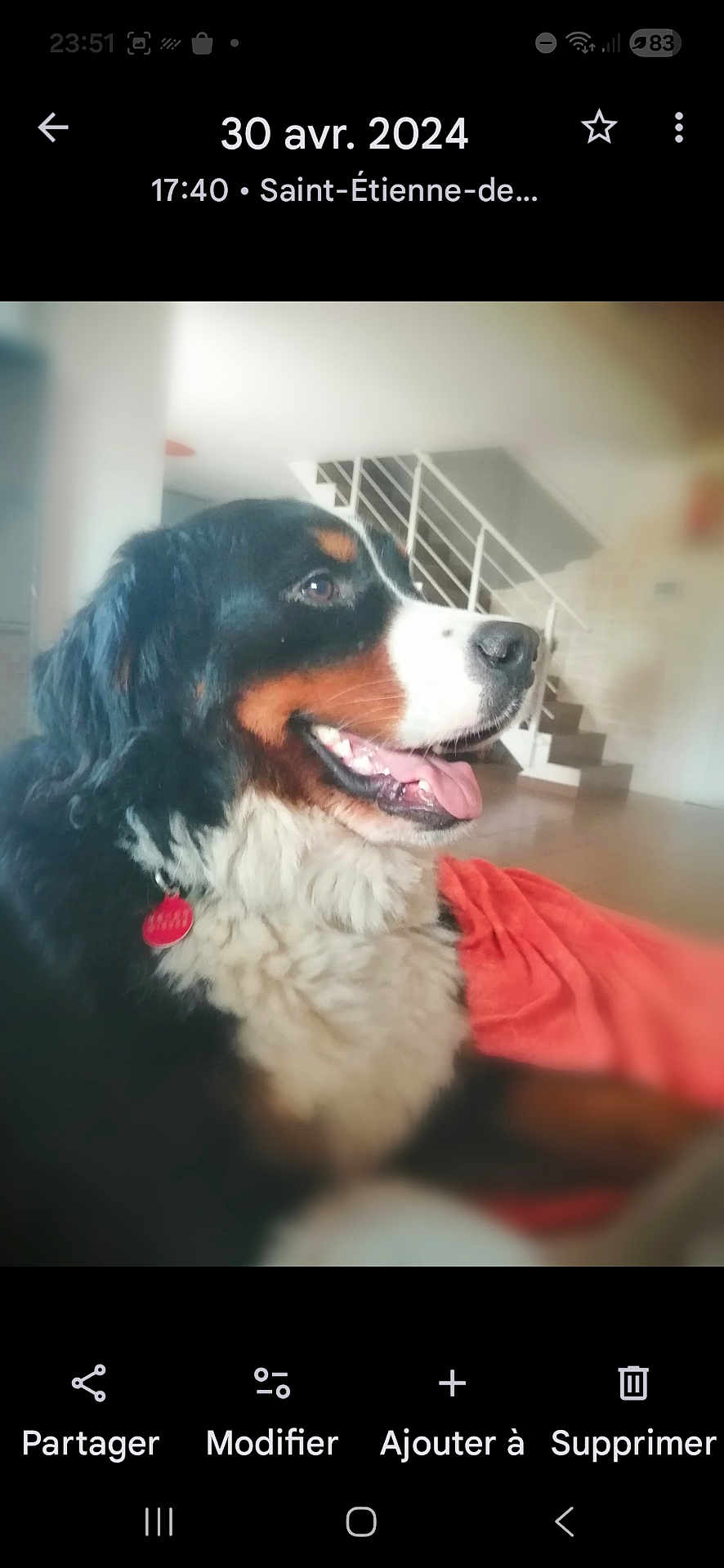 Tennesse participe au concours pour gagner de l'argent avec cette photo : dog, bernese_mountain_dog, pet, indoor, staircase, floor, blanket, fur, tongue, smiling, animal, canine, collar, tag, side_view, happy, house, home, cozy, portrait