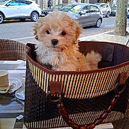 Pablo a rejoint le concours — aidez-le/la à gagner de superbes lots ! puppy, dog, basket, cafe, table, outdoor, street, car, wicker_chair, cute, fluffy, pet, animal, daytime, urban, sidewalk, wooden_table, small_dog, canine, relaxed