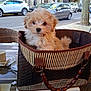 puppy, dog, basket, cafe, table, outdoor, street, car, wicker_chair, cute, fluffy, pet, animal, daytime, urban, sidewalk, wooden_table, small_dog, canine, relaxed
