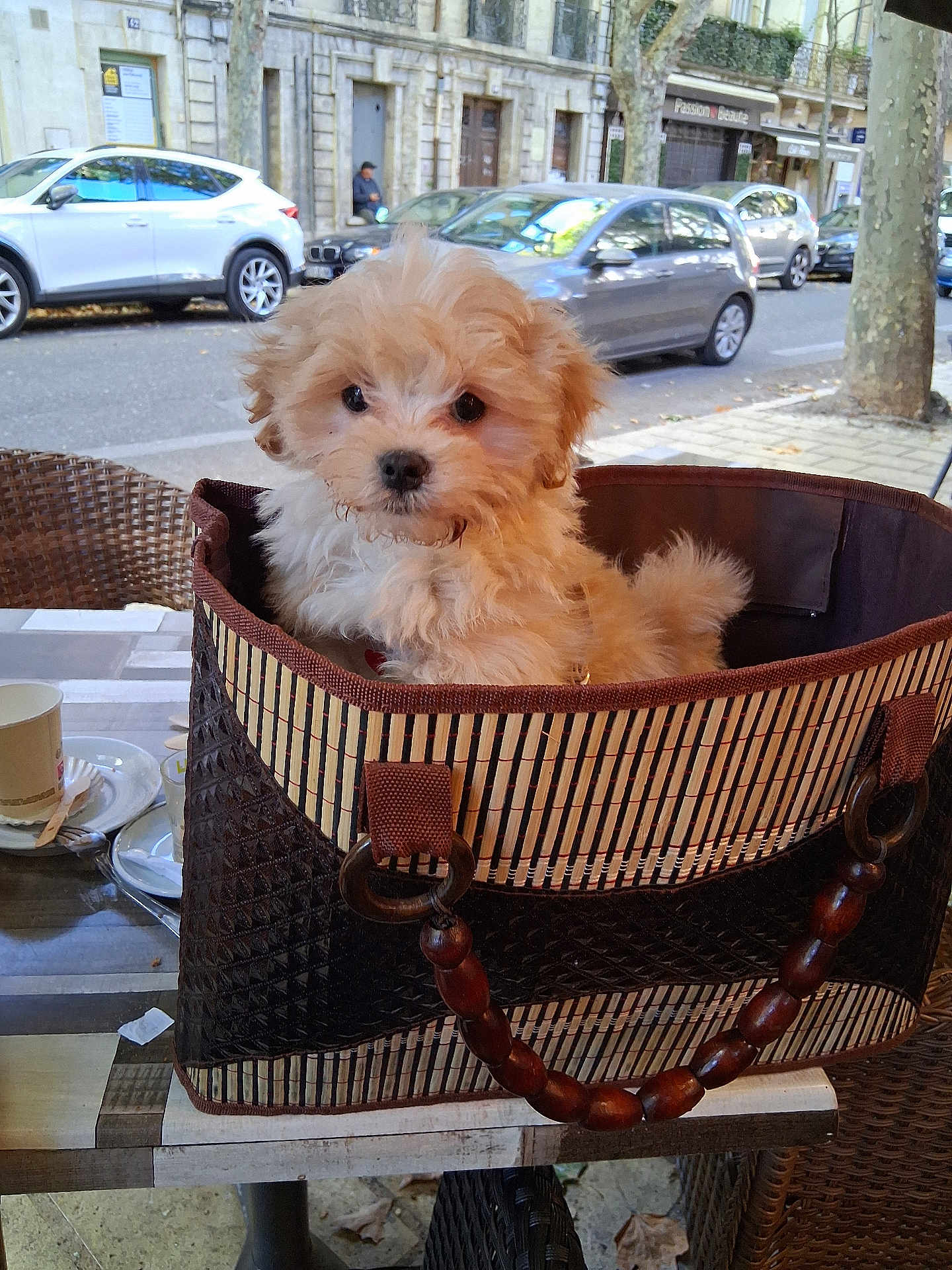 Pablo a rejoint le concours — aidez-le/la à gagner de superbes lots ! puppy, dog, basket, cafe, table, outdoor, street, car, wicker_chair, cute, fluffy, pet, animal, daytime, urban, sidewalk, wooden_table, small_dog, canine, relaxed