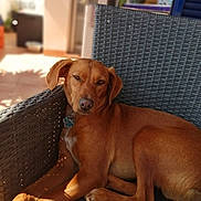 Pakito a rejoint le concours — aidez-le/la à gagner de superbes lots ! dog, brown_dog, relaxed, sunlight, woven_chair, indoor, outdoor, pet, animal, canine, collar, paw_tag, furniture, blurred_background, calm, resting, portrait, domestic, companion, cozy