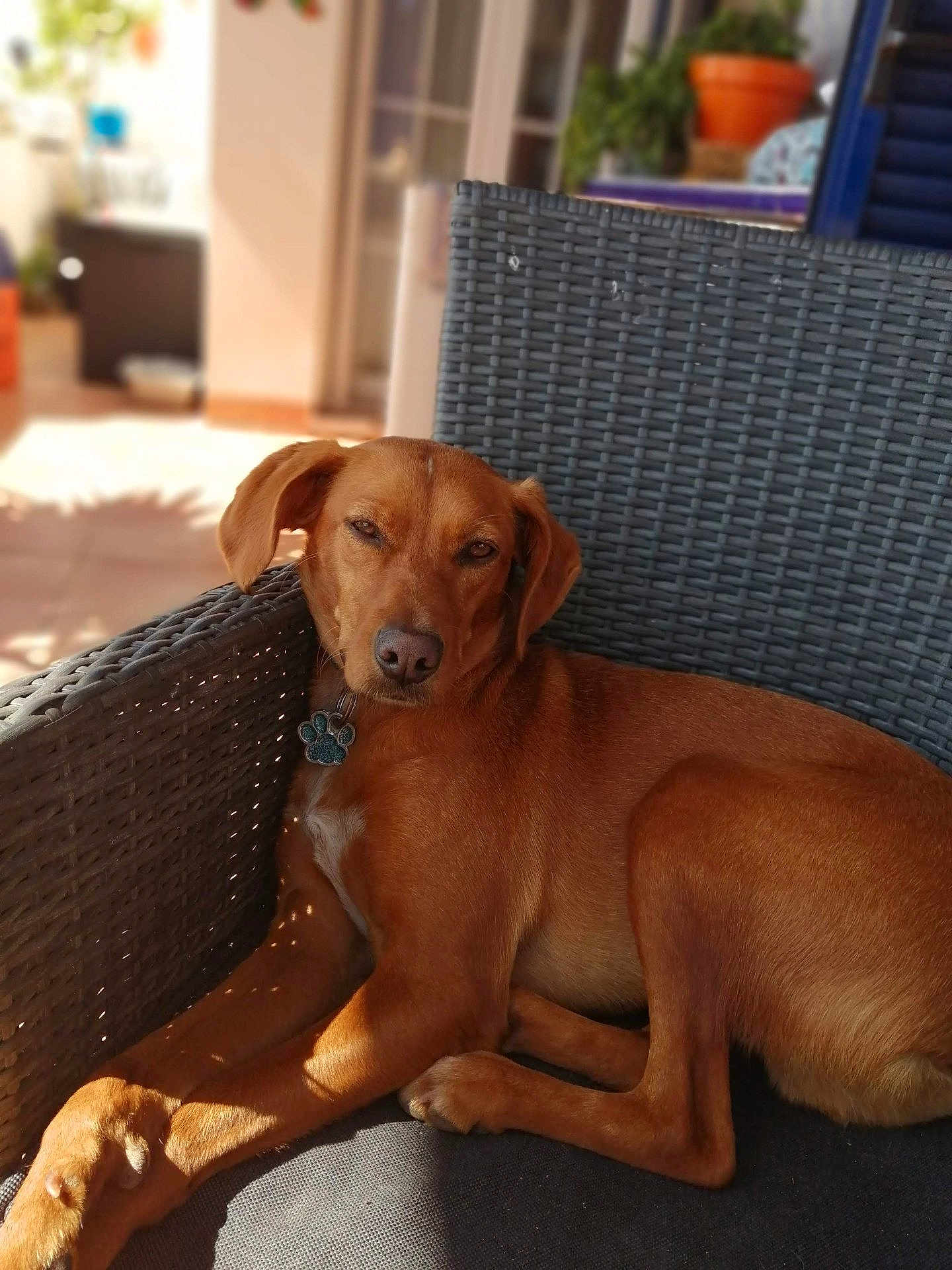 Pakito a rejoint le concours — aidez-le/la à gagner de superbes lots ! dog, brown_dog, relaxed, sunlight, woven_chair, indoor, outdoor, pet, animal, canine, collar, paw_tag, furniture, blurred_background, calm, resting, portrait, domestic, companion, cozy