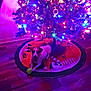 Maya joined the competition — help win amazing prizes! dog, christmas_tree, christmas_lights, holiday_decor, festive, indoor, wood_floor, tree_skirt, tennis_ball, pet, relaxed, colorful_lights, ornaments, decorations, canine, festivity, holiday, celebration, cozy, animal