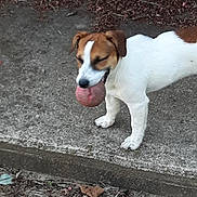 Maya is registered to the contest to win money with this photo: dog, jack_russell_terrier, ball, outdoor, concrete, playful, pet, animal, grass, leaf, side_view, white, brown, ground, nature, chewing, toy, small_dog, canine, walking