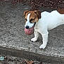 dog, jack_russell_terrier, ball, outdoor, concrete, playful, pet, animal, grass, leaf, side_view, white, brown, ground, nature, chewing, toy, small_dog, canine, walking