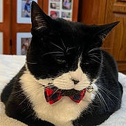 Dennis is registered to the contest to win money with this photo: animal, black_and_white, bow_tie, cat, cozy, cute, domestic_animal, feline, fluffy_blanket, fur, household, indoor, pet, photo_wall, portrait, relaxed, resting, tuxedo_cat, whiskers, wooden_cabinet