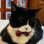 animal, black_and_white, bow_tie, cat, cozy, cute, domestic_animal, feline, fluffy_blanket, fur, household, indoor, pet, photo_wall, portrait, relaxed, resting, tuxedo_cat, whiskers, wooden_cabinet