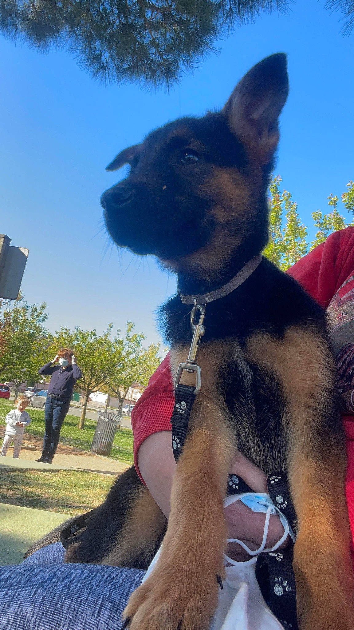 Slown a rejoint le concours — aidez-le/la à gagner de superbes lots ! carnivore, collar, companion_dog, dog, dog_breed, dog_collar, electric_blue, fashion_accessory, fawn, grass, guard_dog, hat, mammal, plant, sky, snout, tree, vertebrate, whiskers, working_animal