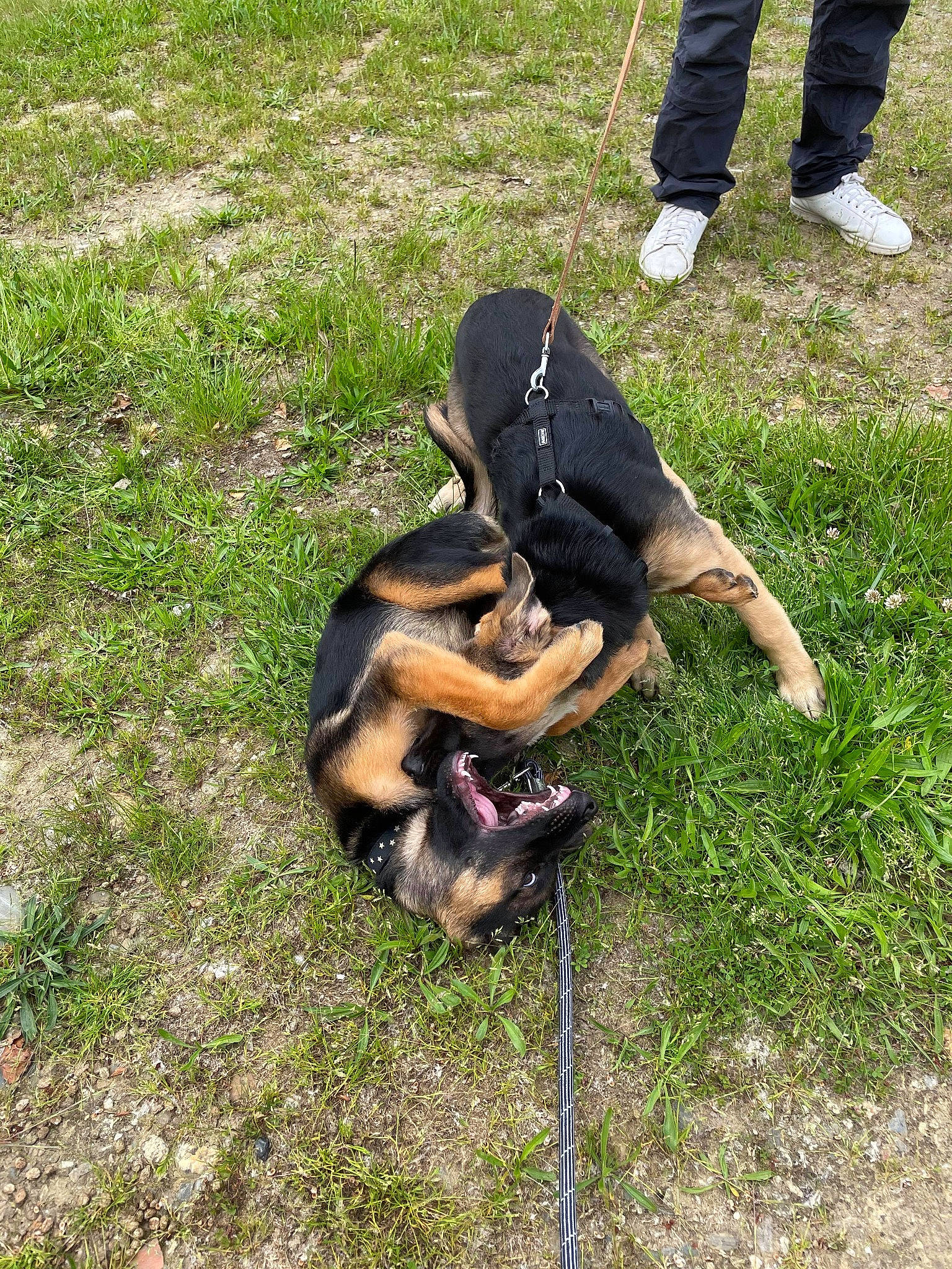 Slown participe au concours pour gagner de l'argent avec cette photo : canidae, carnivore, companion_dog, dog, dog_breed, foot, grass, groundcover, guard_dog, hound, hunting_dog, lawn, plant, sporting_group, tail, terrestrial_animal, working_dog