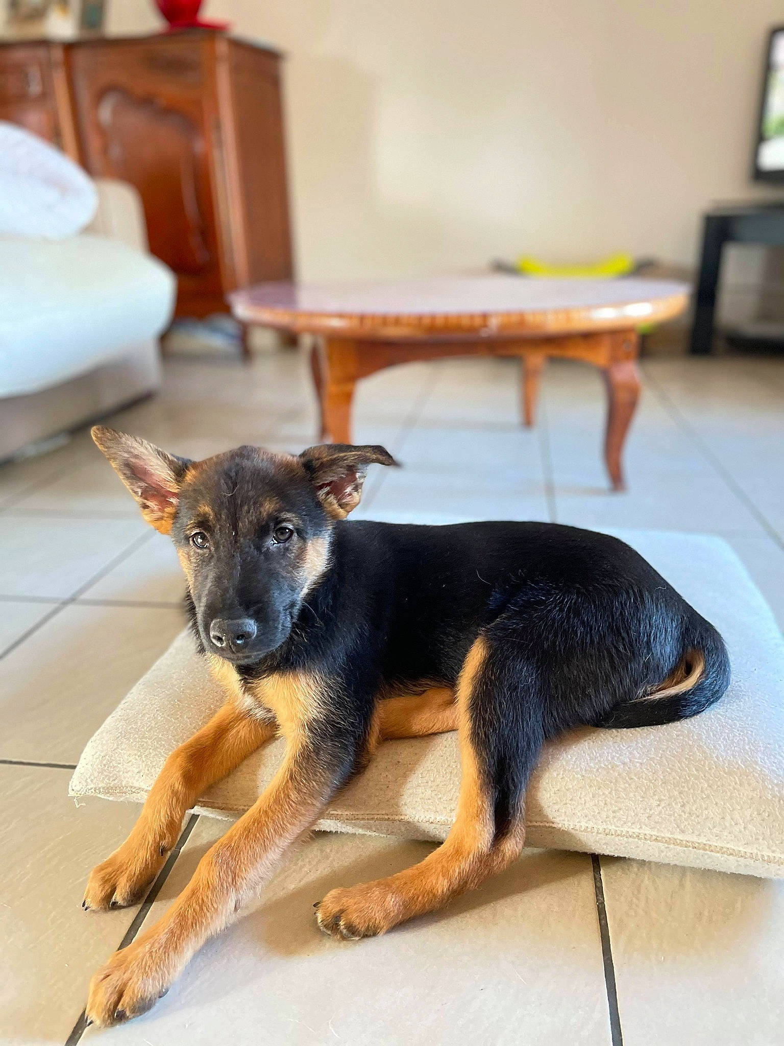 Slown participe au concours pour gagner de l'argent avec cette photo : cabinetry, carnivore, chair, comfort, companion_dog, dog, dog_breed, drawer, fawn, flooring, fur, furniture, hardwood, snout, sporting_group, table, tail, terrestrial_animal, wood, working_animal