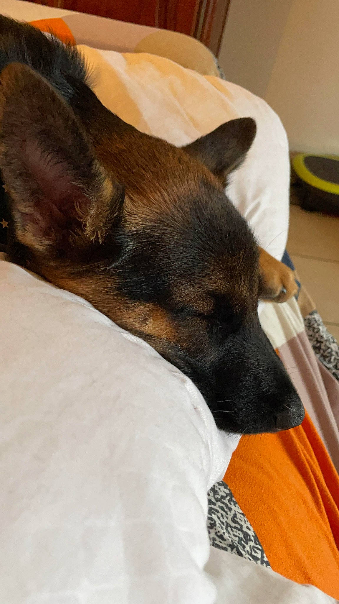 Slown participe au concours pour gagner de l'argent avec cette photo : canidae, carnivore, collar, comfort, companion_dog, dog, dog_breed, ear, fawn, fur, linens, nap, sleep, snout, sporting_group, terrestrial_animal, terrier, toy_dog, whiskers, working_animal