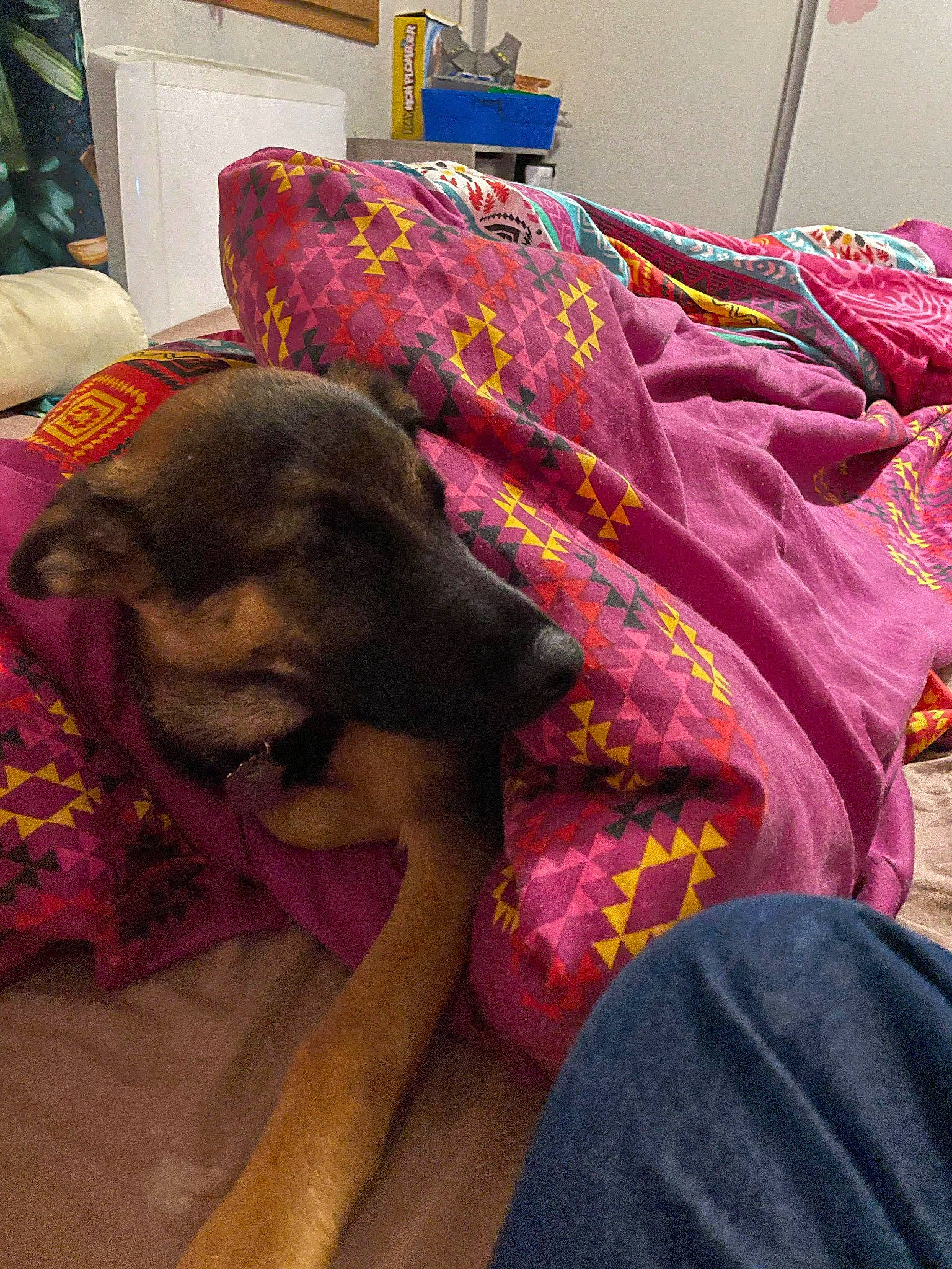 Slown a rejoint le concours — aidez-le/la à gagner de superbes lots ! bed, bed_sheet, bedding, carnivore, comfort, companion_dog, dog, dog_breed, fawn, flooring, fur, guard_dog, linens, magenta, pink, purple, room, sporting_group, tints_and_shades, working_animal