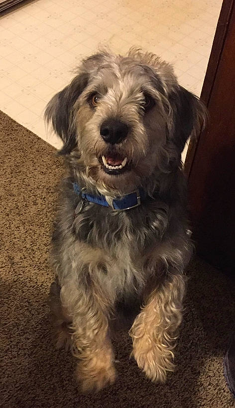 Bandit joined the competition — help win amazing prizes! canidae, carnivore, catalan_sheepdog, dog, dog_breed, dutch_smoushond, glen_of_imaal_terrier, irish_soft_coated_wheaten_terrier, mammal, miniature_schnauzer, morkie, poodle_crossbreed, schnoodle, small_terrier, snout, sporting_group, sporting_lucas_terrier, terrier, tibetan_terrier, vertebrate