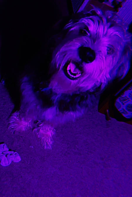 Bandit is registered to the contest to win money with this photo: canidae, magenta, purple, terrier, violet, west_highland_white_terrier