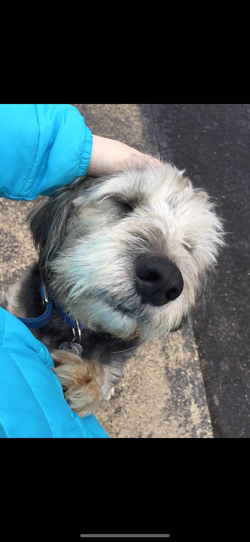 Bandit joined the competition — help win amazing prizes! bosnian_coarse_haired_hound, briquet_griffon_vendeen, canidae, carnivore, companion_dog, dog, dog_breed, dutch_smoushond, grand_basset_griffon_vendeen, mammal, petit_basset_griffon_vendeen, rare_breed_dog, sapsali, schnoodle, small_terrier, sporting_group, sporting_lucas_terrier, terrier, tibetan_terrier, vertebrate