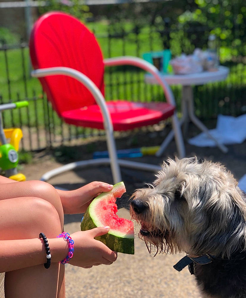 Bandit is registered to the contest to win money with this photo: cairn_terrier, canidae, carnivore, catalan_sheepdog, dog, dog_breed, glen_of_imaal_terrier, irish_soft_coated_wheaten_terrier, mammal, miniature_schnauzer, morkie, petit_basset_griffon_vendeen, sapsali, schnoodle, small_terrier, sporting_group, sporting_lucas_terrier, summer, terrier, tibetan_terrier