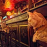 Yuki a rejoint le concours — aidez-le/la à gagner de superbes lots ! animal, bar, bar_stool, cat, ceiling, collar, curious, decor, dim_lighting, furniture, indoor, interior, mammal, orange_tabby, pet, seated, two_cats, vintage, warm_colors, wood