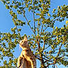 Yuki participe au concours pour gagner de l'argent avec cette photo : animal, blue_sky, branches, cat, collar, daytime, feline, ginger_cat, green_leaves, looking_away, nature, outdoor, perched, pet, sky, sunlight, sunny, tree, whiskers, wooden_post